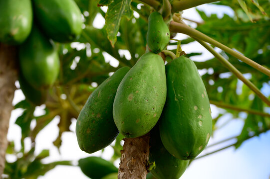 Tropical green papaya fruits hanging on tree