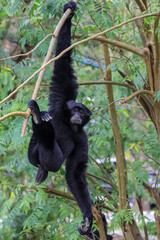 Big Black howler Climbing on the Tree in the Rain Forest, Thailand