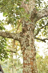 Obraz premium The avocado, Persea americana is a medium sized fruit, evergreen tree in the laurel family Lauraceae.