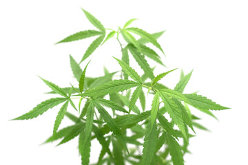 closed up green marijuana cannabis leave