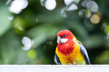 Parrot Rosella - Bird has a red head and white cheeks