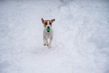 Jack Russell Terrier dog playing ball in the snow. 