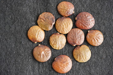 Seeds of Inga edulis, Fabaceae family,  known as ice-cream bean, ice-cream-bean, joaquiniquil, cuaniquil, guama or guaba, is a fruit native to South America.