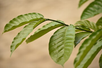Coffea canephora or Coffea robusta, commonly known as robusta coffee is a species of coffee that has it is a species of flowering plant in the family Rubiaceae