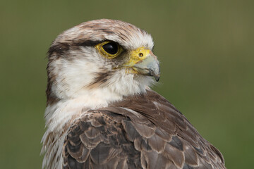 Portrait of a Lanner Falcon against a green background
