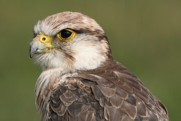 Portrait of a Lanner Falcon against a green background
