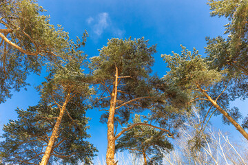 Pine trees in the forest against the blue sky.