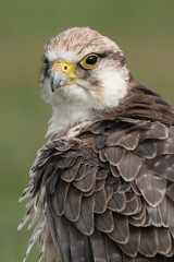 Portrait of a Lanner Falcon against a green background
