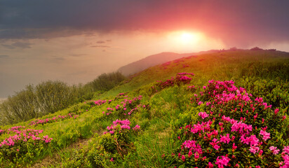 Panoramic landscape of mountains  at sunset. View of hills, covered with fresh blossom rhododendrons. Spring landscape.