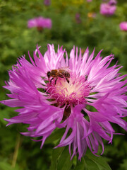 A bee on a cornflower flower close-up against a background of greenery