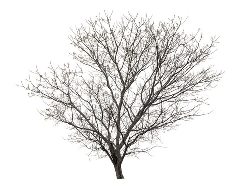 Isolated dead tree on white background