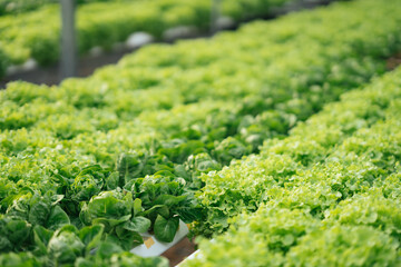 Vegetable hydroponic system farm, salad growing in garden hydroponic farm.