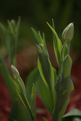 Obraz premium tulips buds in spring