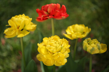 yellow and red tulips