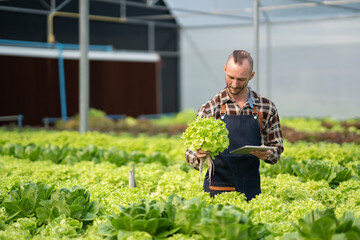 Young caucasian male farmer picking up the salad and collecting the data with digital tablet while working in the hydroponic farm.