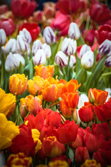 field of tulips