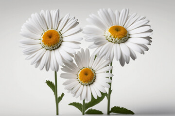 Celebrate Life's Moments with Beautiful Isolated Daisys on White Backgrounds. Generative AI