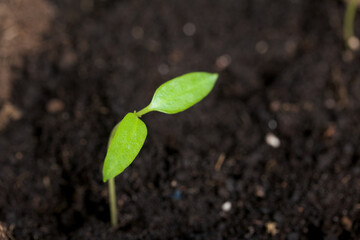 Green seedling sprouts. Growing seedlings in a plastic container. Soil watered. Close-up.