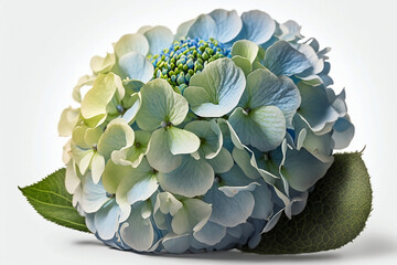 Explore the Subtle Intricacies of Hydrangeas Flowers with Isolated Images on White Backgrounds. Generative AI