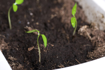 Green seedling sprouts. Growing seedlings in a plastic container. Soil watered. Close-up.