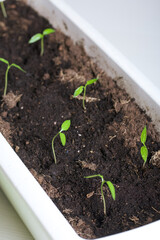 Green seedling sprouts. Growing seedlings in a plastic container. Soil watered. Close-up.