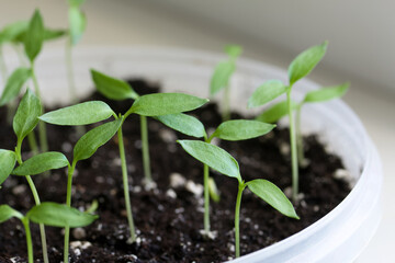 Green seedling sprouts. Growing seedlings in a plastic container. Close-up.