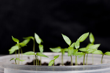 Green seedling sprouts. Growing seedlings in a plastic container. On a black background. Close-up.