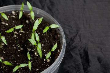 Green seedling sprouts. Growing seedlings in a plastic container. On a black background. Close-up.