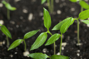 Green seedling sprouts. Growing seedlings in a plastic container. Close-up.