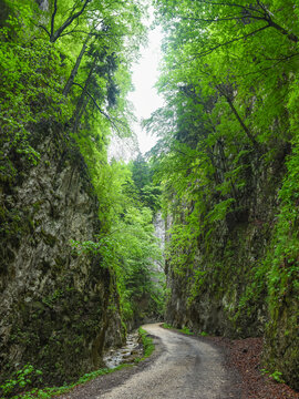 A dirt road winding through sharp stone walls. The ravines are located in Zarnesti gorges. The eroded mountainsides are crossed by a small creek and are covered with moss. Carpathia, Romania.