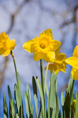 Narcisos amarillos con fondo desenfocado