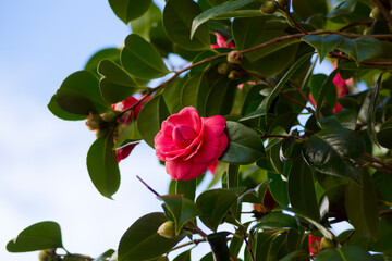 Ramas de camelia en floraci&oacute;n con el cielo de fondo