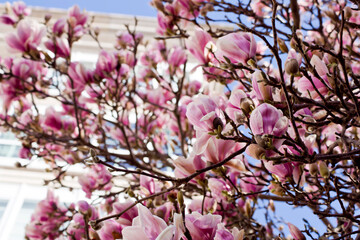 Multitud de ramas de magnolio en floración con un edificio de fondo