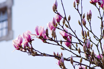 Multitud de ramas de magnolio en floración con un edificio de fondo