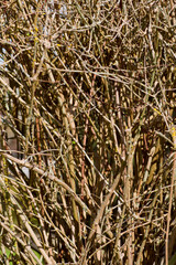 Fondo de múltiples ramas finas y tupidas