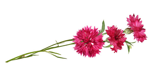 Red knapweed flowers in a floral arrangement isolated on white or transparent background