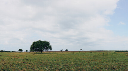 Fototapeta na wymiar Panoramic view of a tree in the middle of Bekol savannah, Baluran National Park, Situbondo, Indonesia