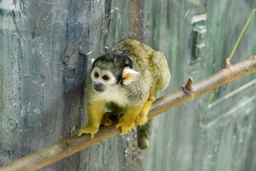 squirrel monkey balancing on branch at the zoo