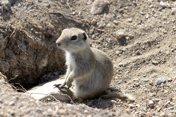 prairie dog on the ground beside hole