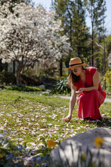 A young beautiful woman in an elegant red dress and straw hat collects the petals of white magnolia flowers hat have fallen to the ground in a spring flowering garden. © Anna