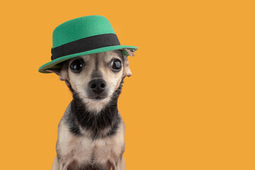funny dog in irish leprechaun hat, saint patrick day background, copy space