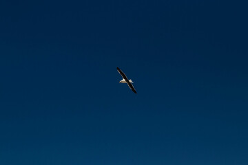 Seagull in flight isolated in a blue sky 