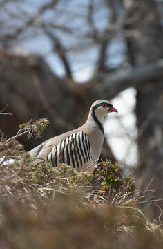 Rock partridge of the Alps, coturnice (Alectoris graeca)