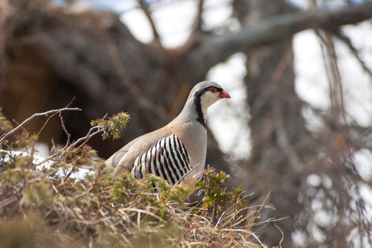 Rock partridge of the Alps, coturnice (Alectoris graeca)