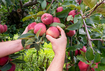 Apple orchard, harvest time. Red ripe apples on apple tree. Hands picks red ripe apple.