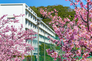 Obraz premium 河津桜と校舎(入学・卒業イメージ)