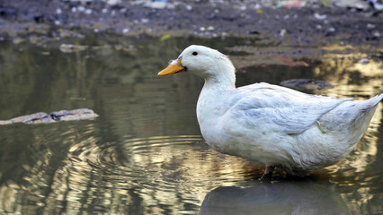 a duck in the rain water that has accumulated on the ground
