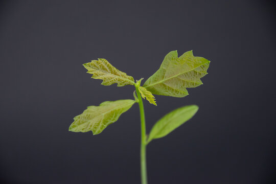 Junger Eichenbaum vor dunklem grauen Hintergrund, isoliert nah fotografiert. Young oak tree on dark ground, isolated photo.
