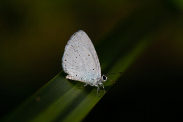 blue butterfly on leaf, Holly Blue, Celastrina argiolus