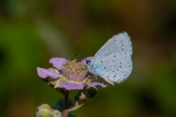 blue butterfly on flower, Holly Blue, Celastrina argiolus
